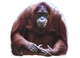 Wild Animal Throw Cushions