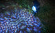 GloBrite Solar Carnival Spotlight