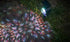 GloBrite Solar Carnival Spotlight