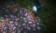 GloBrite Solar Carnival Spotlight