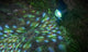 GloBrite Solar Carnival Spotlight