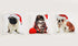 Rapport Christmas Cushion Covers